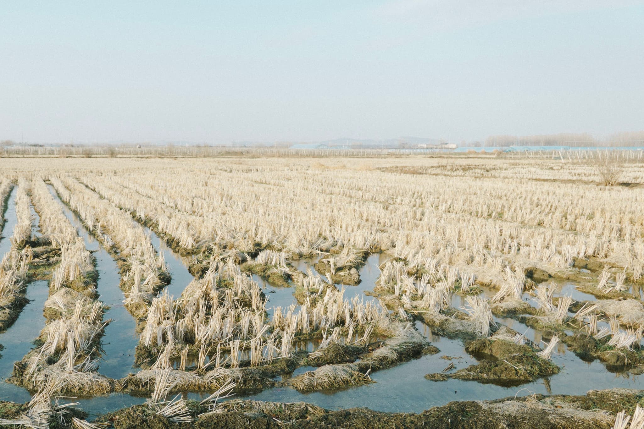 收割完的农田