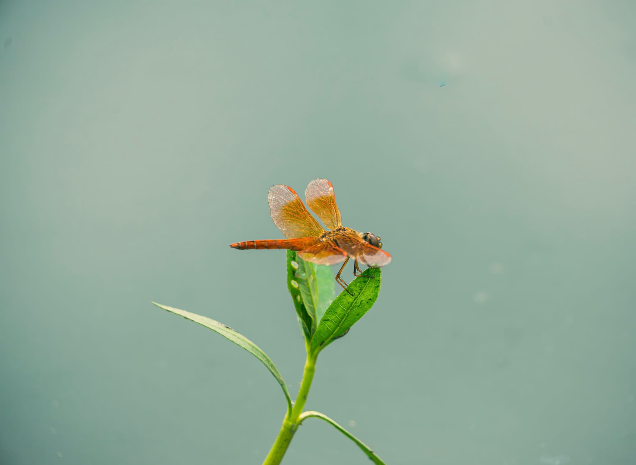 红蜻蜓
