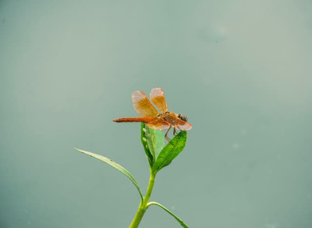 红蜻蜓
