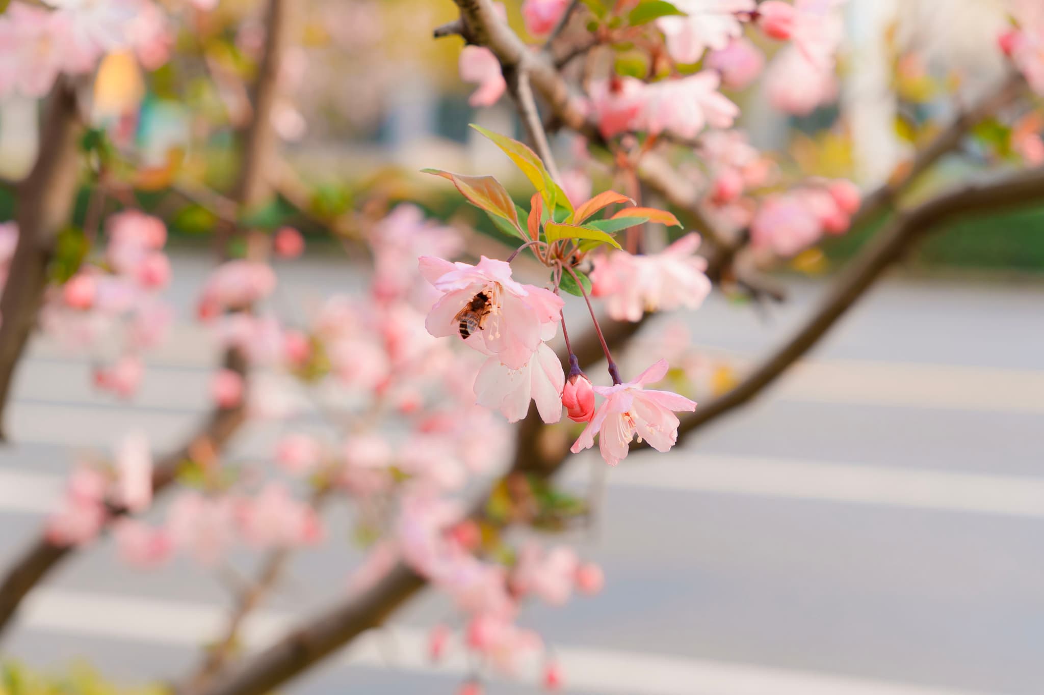 蜜蜂
